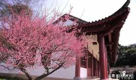 春节游玩好去处！赏花打卡从东湖梅园开始