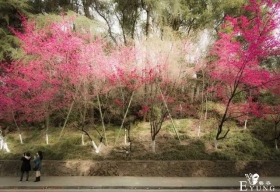 赏花胜地，有机会一定要去看看。