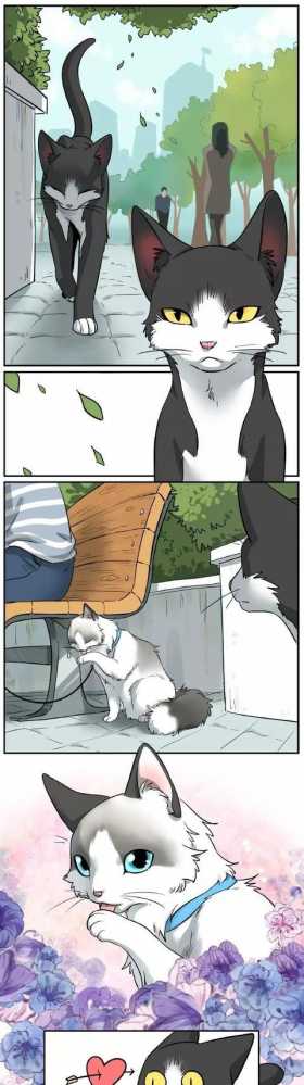 漫画：猫咪间的甜美爱情